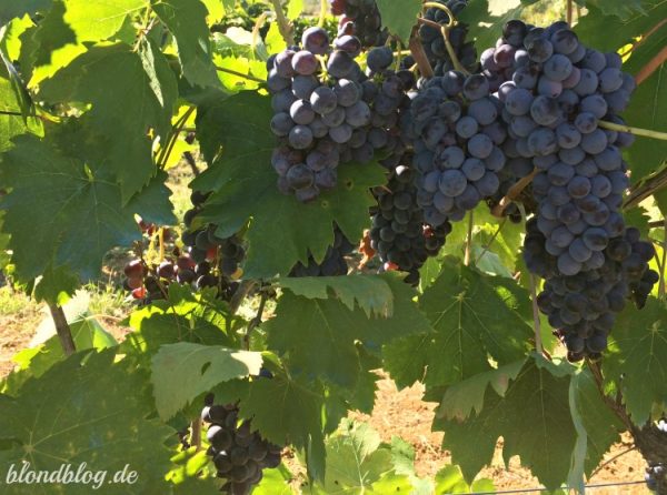 traubenkernoel fuer haut erfahrungen